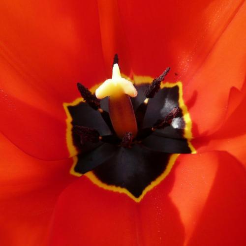 "Tulipe"